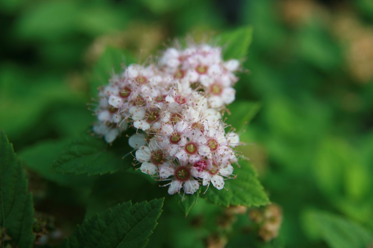 Спирея Литл Принцесс - фото 8