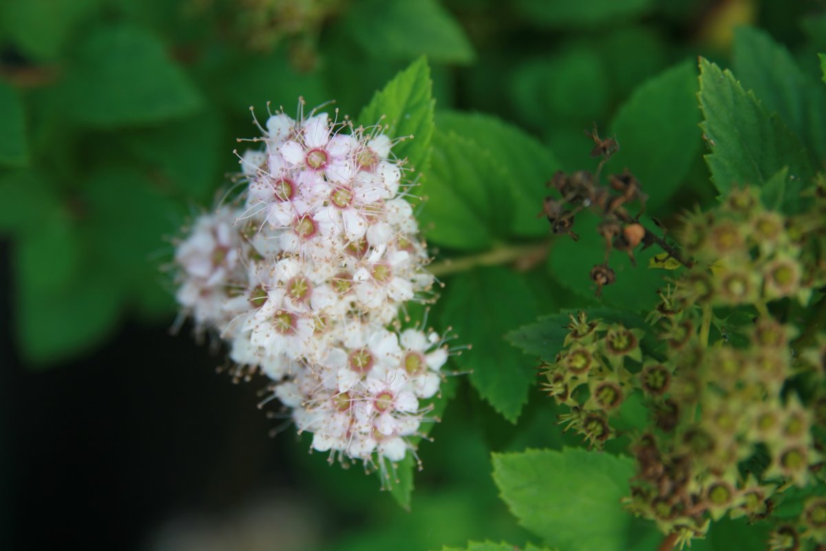 Спирея Литл Принцесс - фото 9