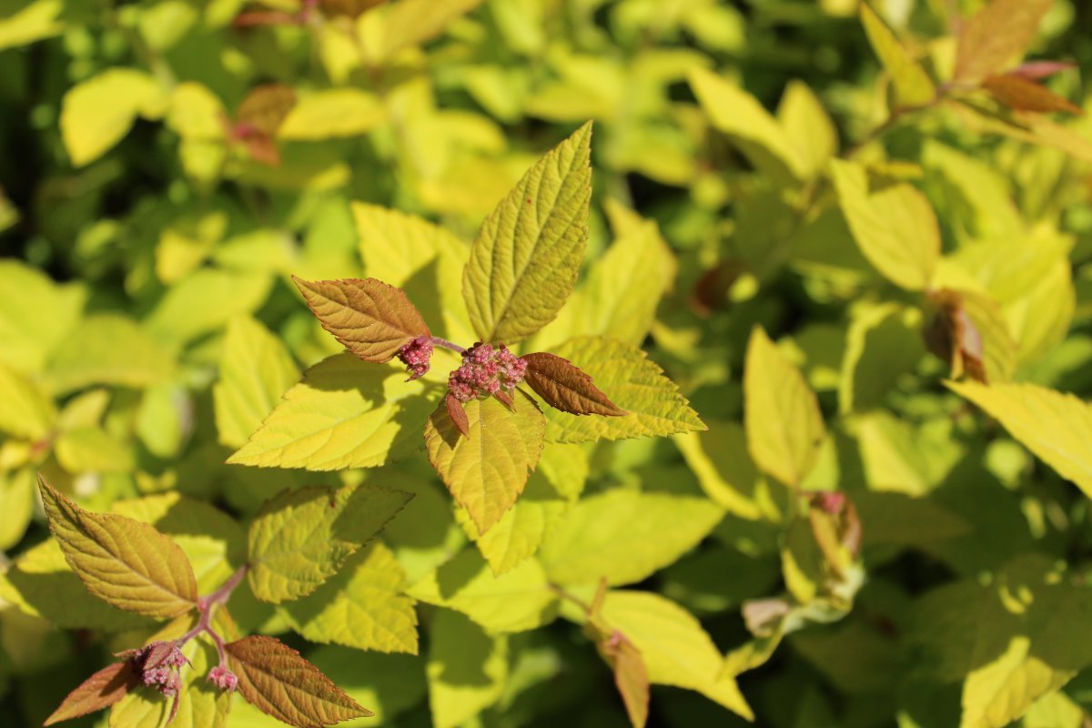 Спирея Литл Принцесс - фото 2