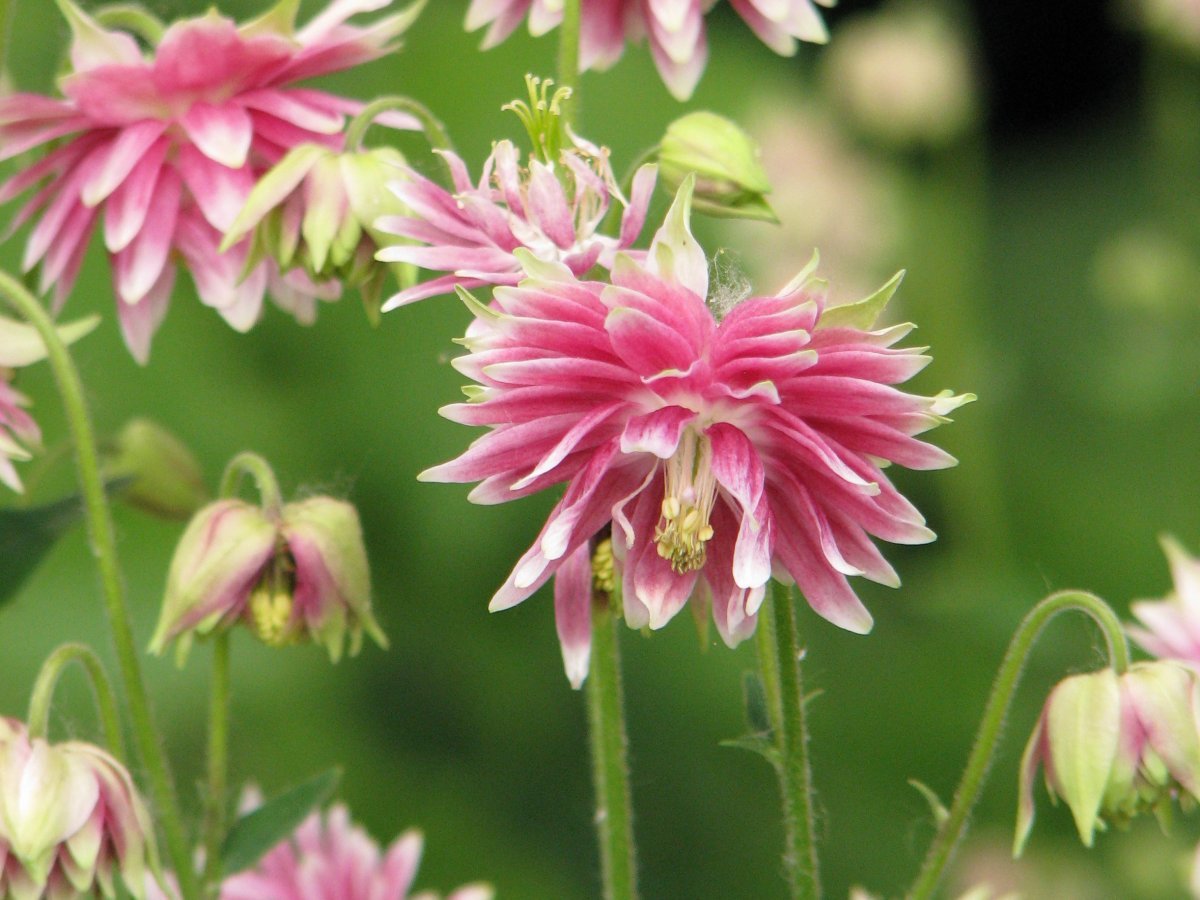 Аквилегия Нора Барлоу - фото 5