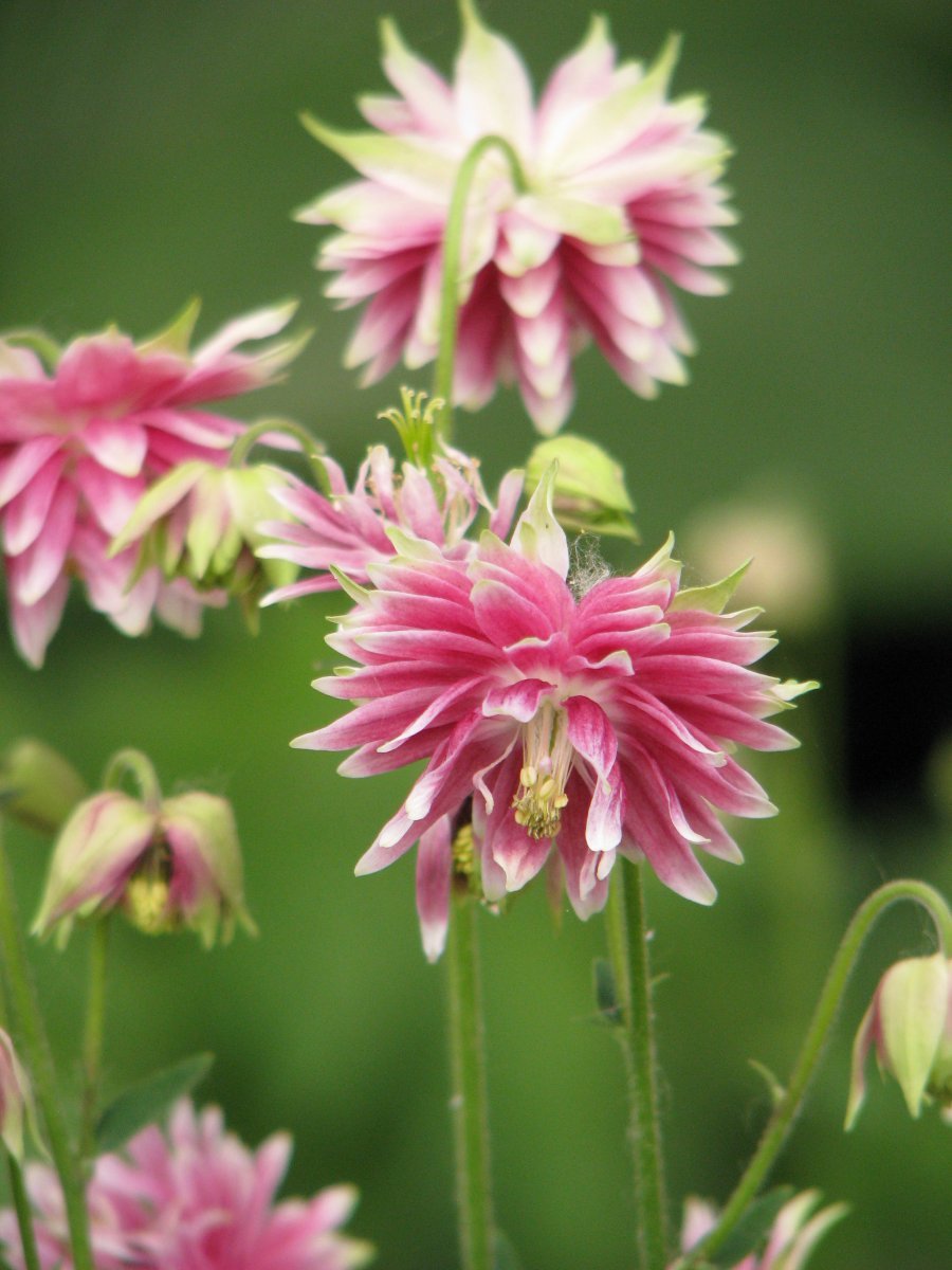 Аквилегия Нора Барлоу - фото 6