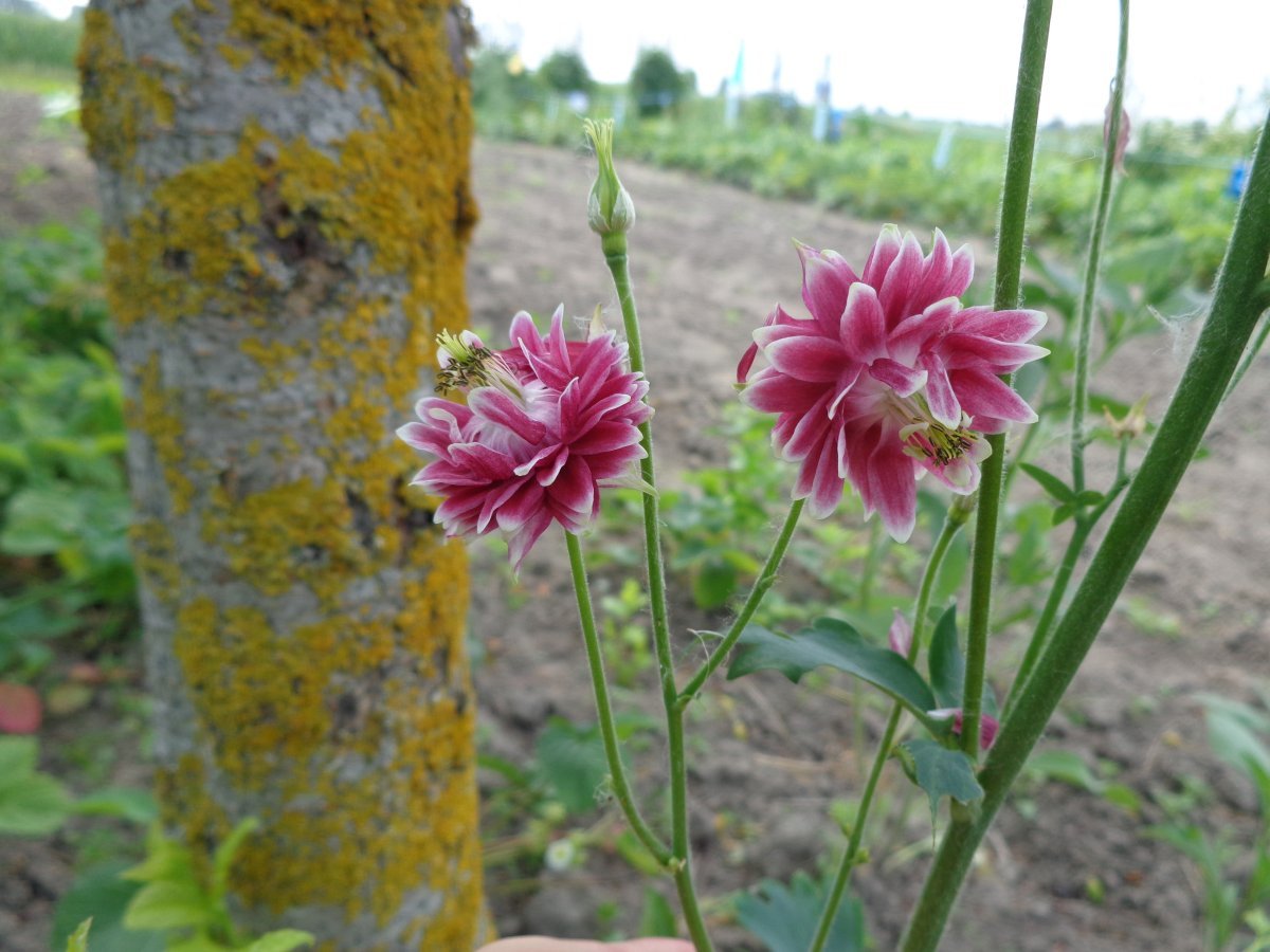 Аквилегия Нора Барлоу