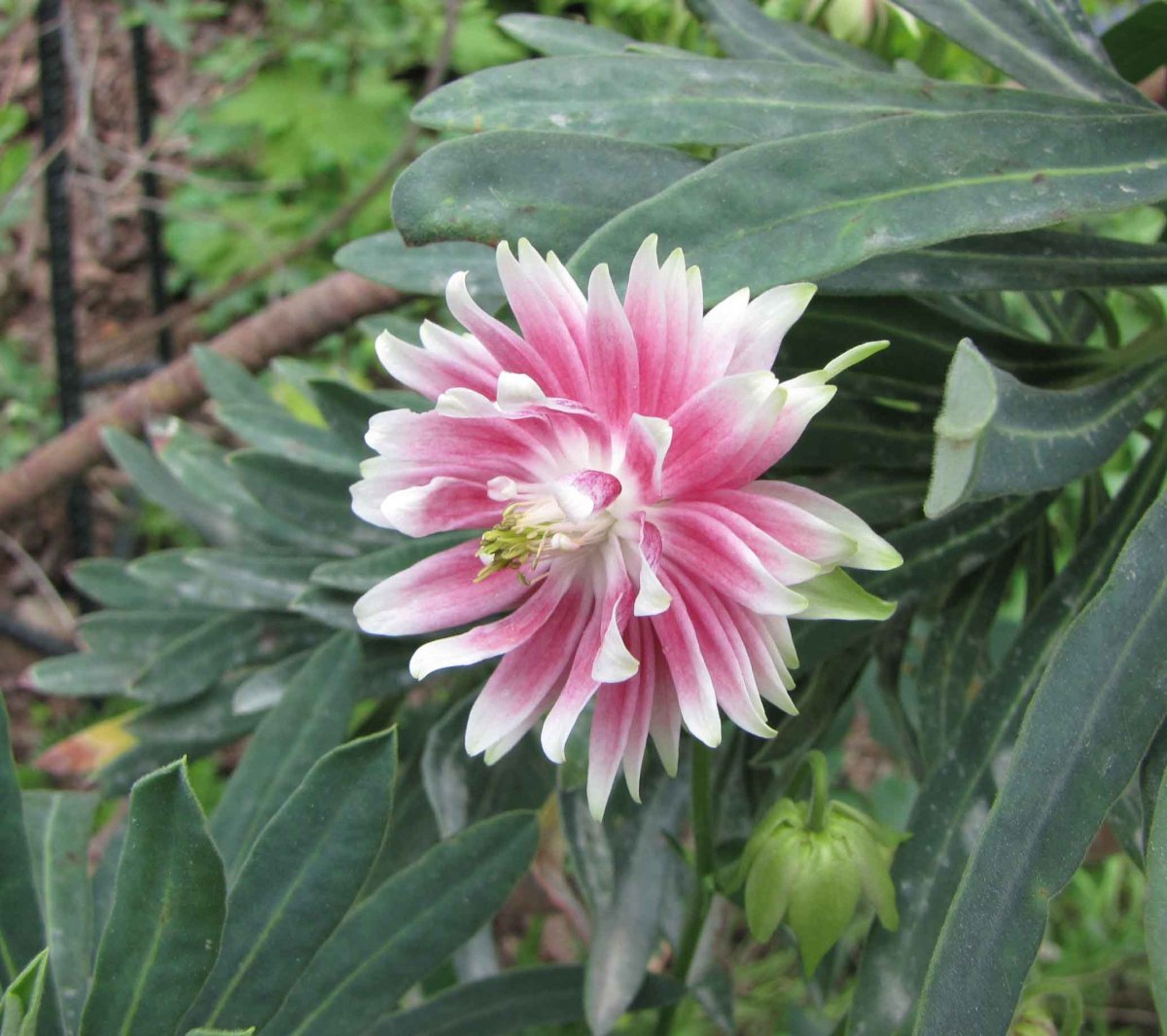 Аквилегия Нора Барлоу - фото 8