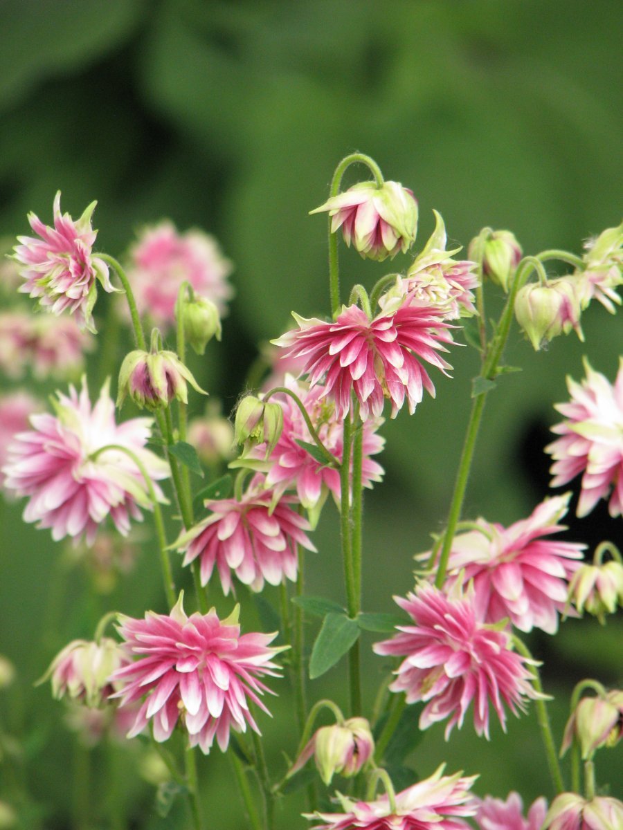 Аквилегия Нора Барлоу - фото 4