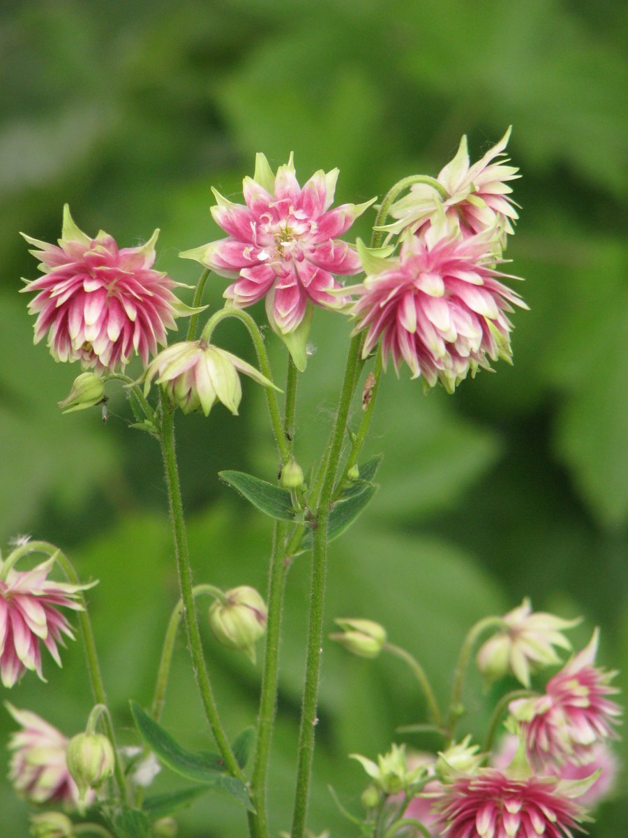 Аквилегия Нора Барлоу - фото 3