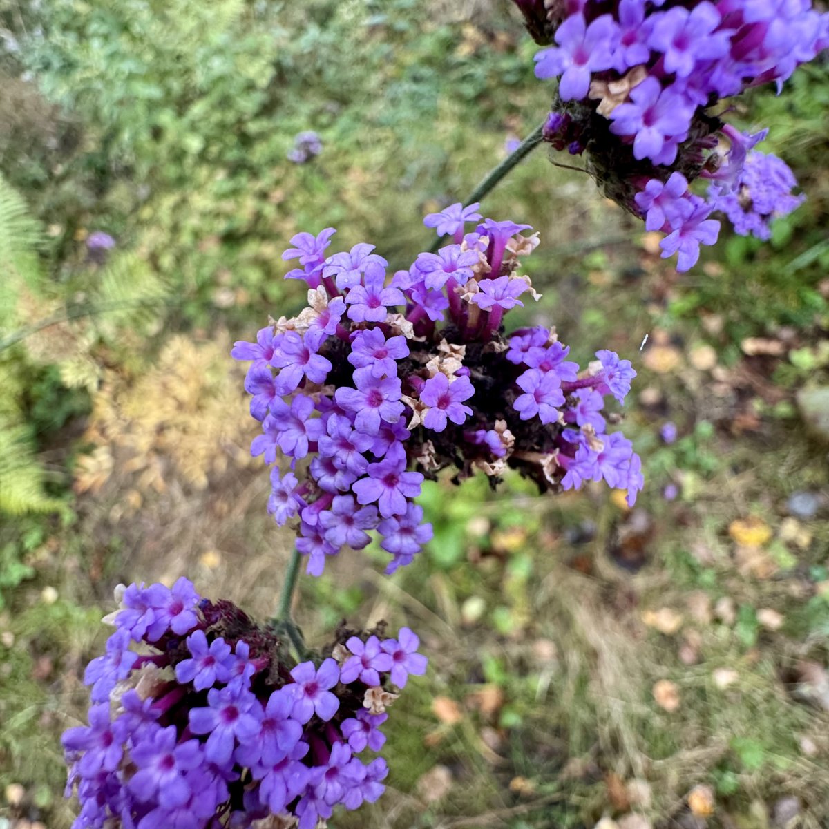 Вербена бонарская