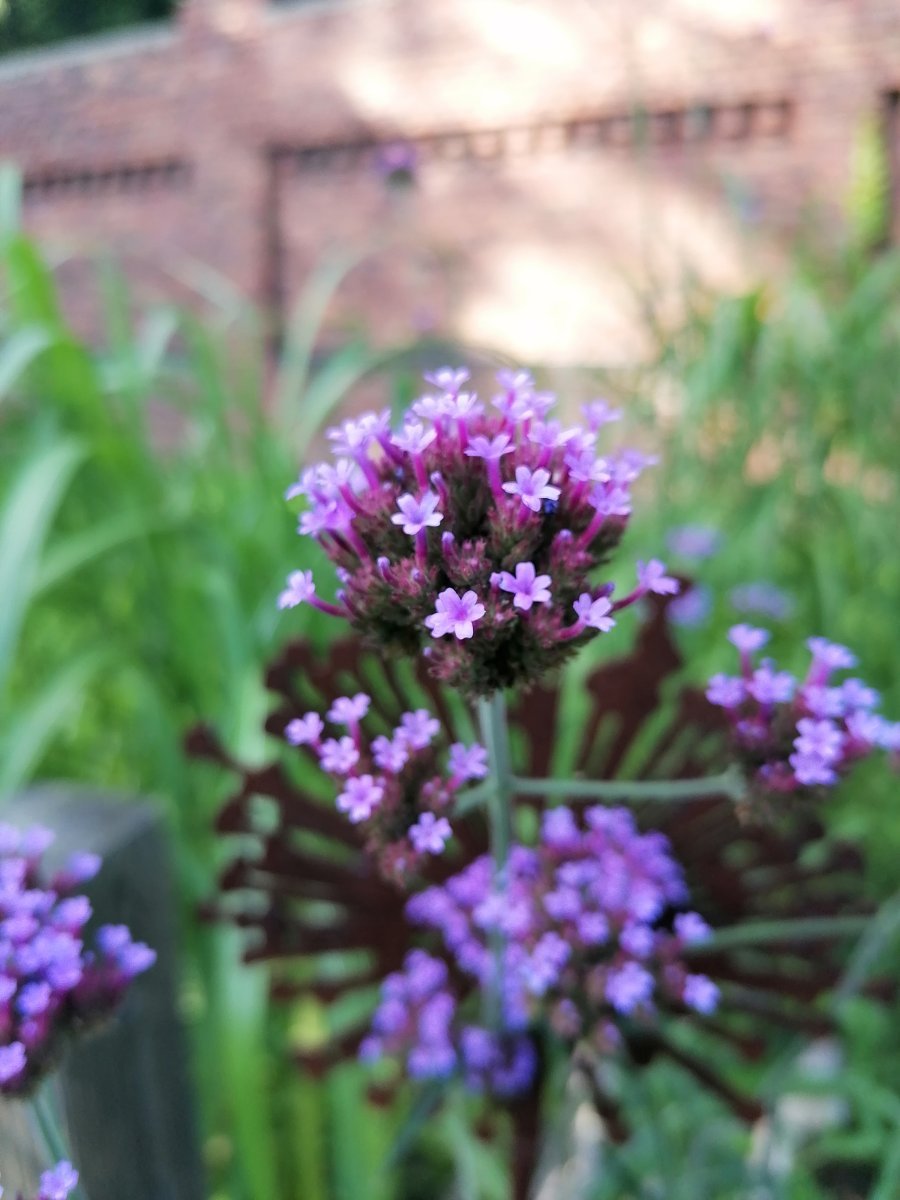 Вербена бонарская - фото 8