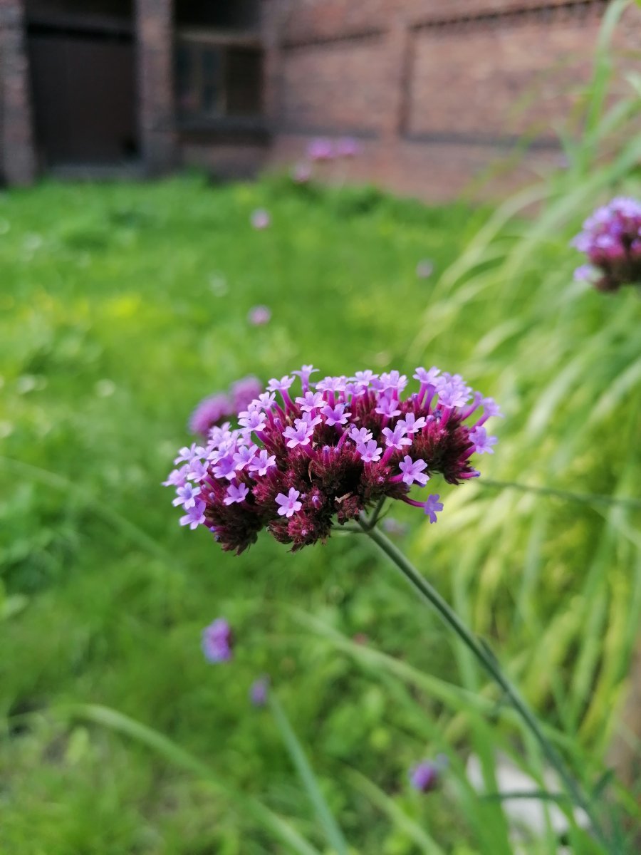 Вербена бонарская - фото 7