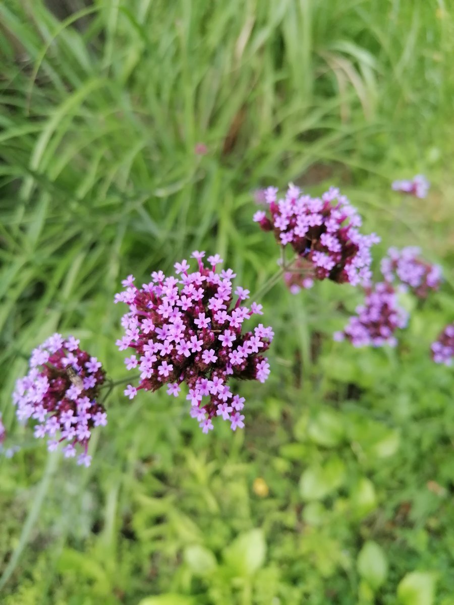 Вербена бонарская - фото 3