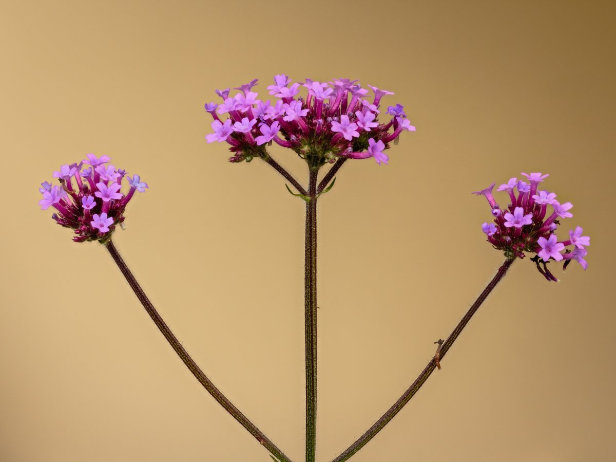 Вербена бонарская - фото 11