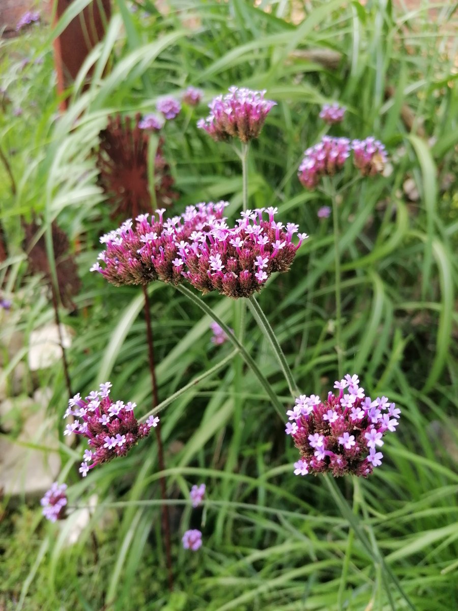 Вербена бонарская - фото 5