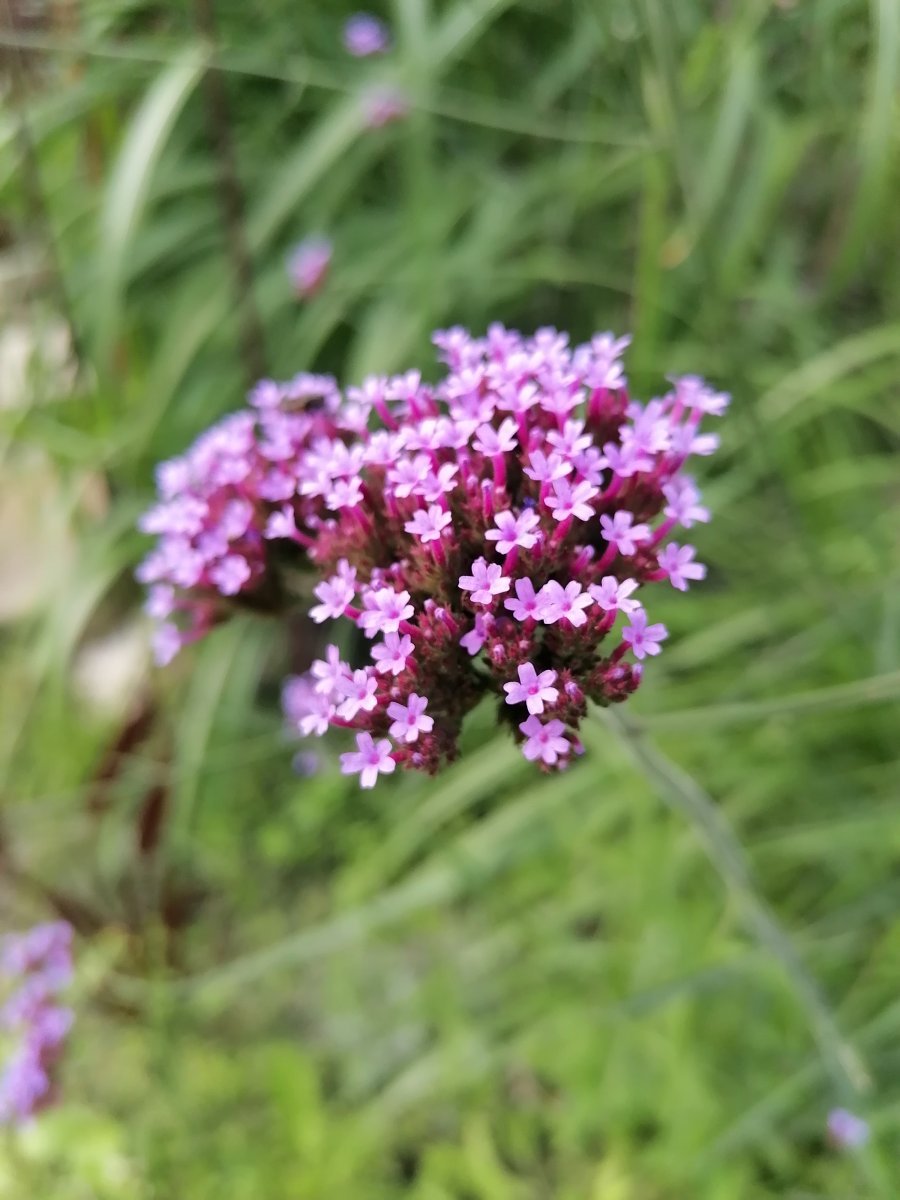 Вербена бонарская - фото 6