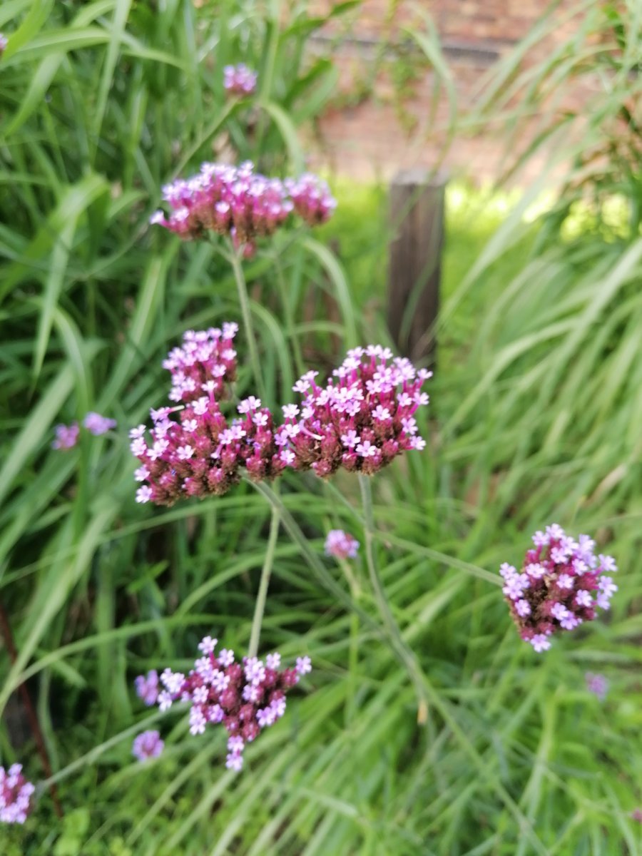 Вербена бонарская