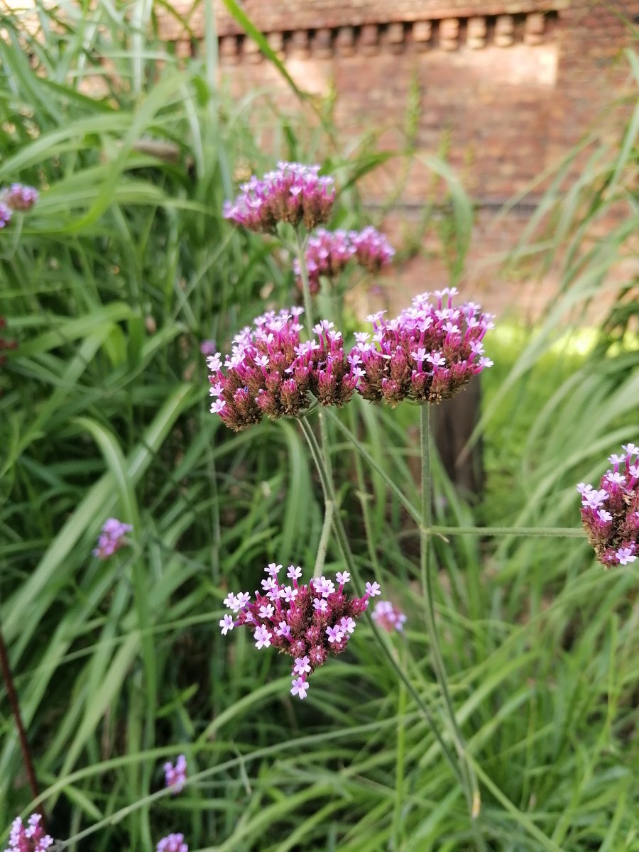 Вербена бонарская - фото 4