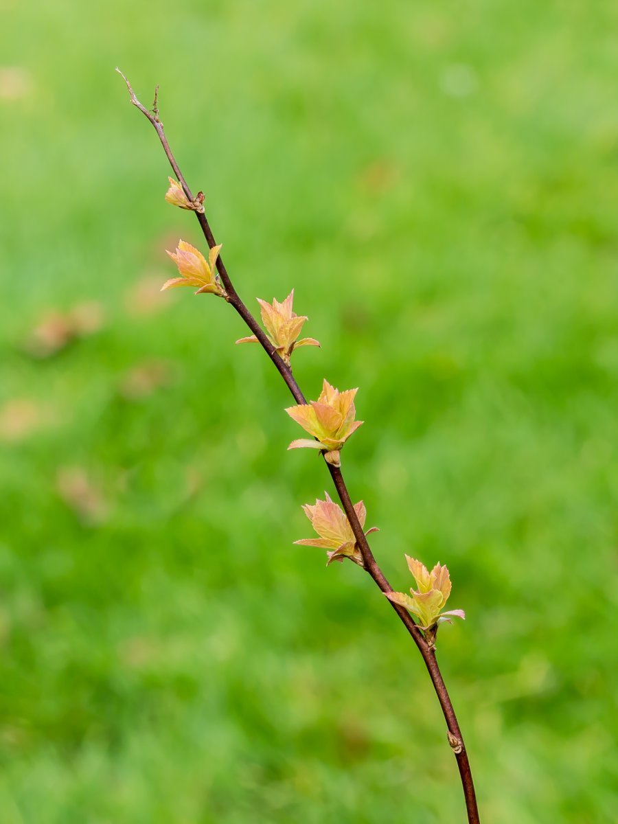 Спирея японская - фото 6