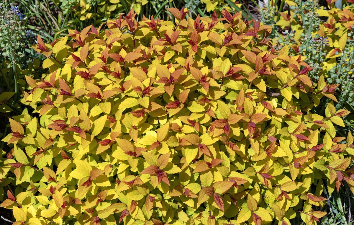 Спирея японская