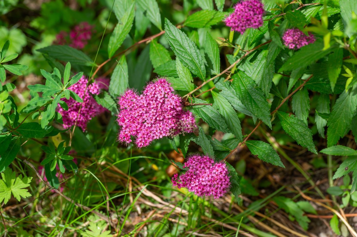 Спирея японская - фото 3