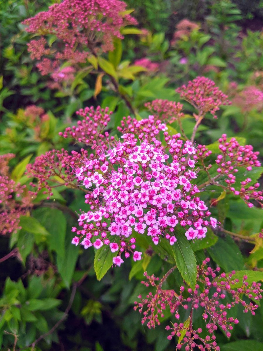 Спирея японская - фото 2