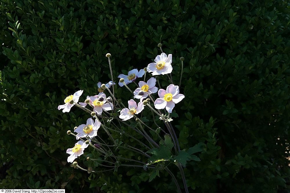 Анемона японская Вейрлвинд - фото 9