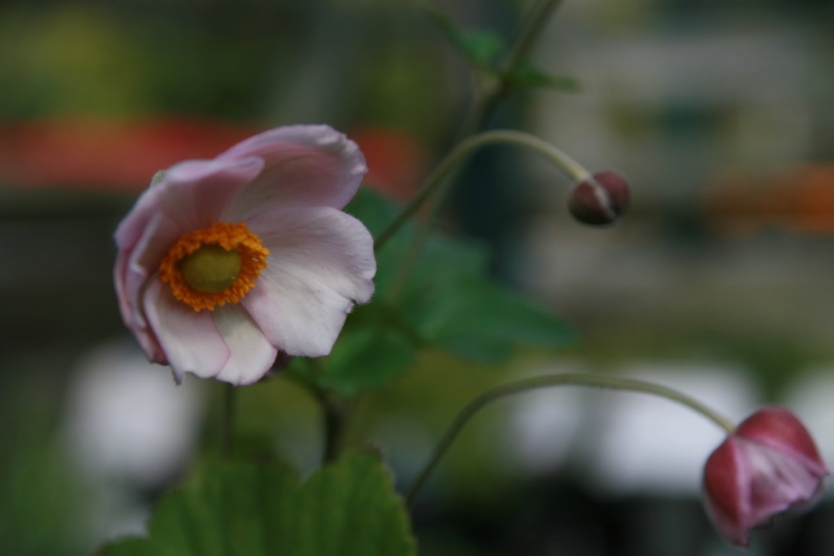 Анемона японская Вейрлвинд - фото 7