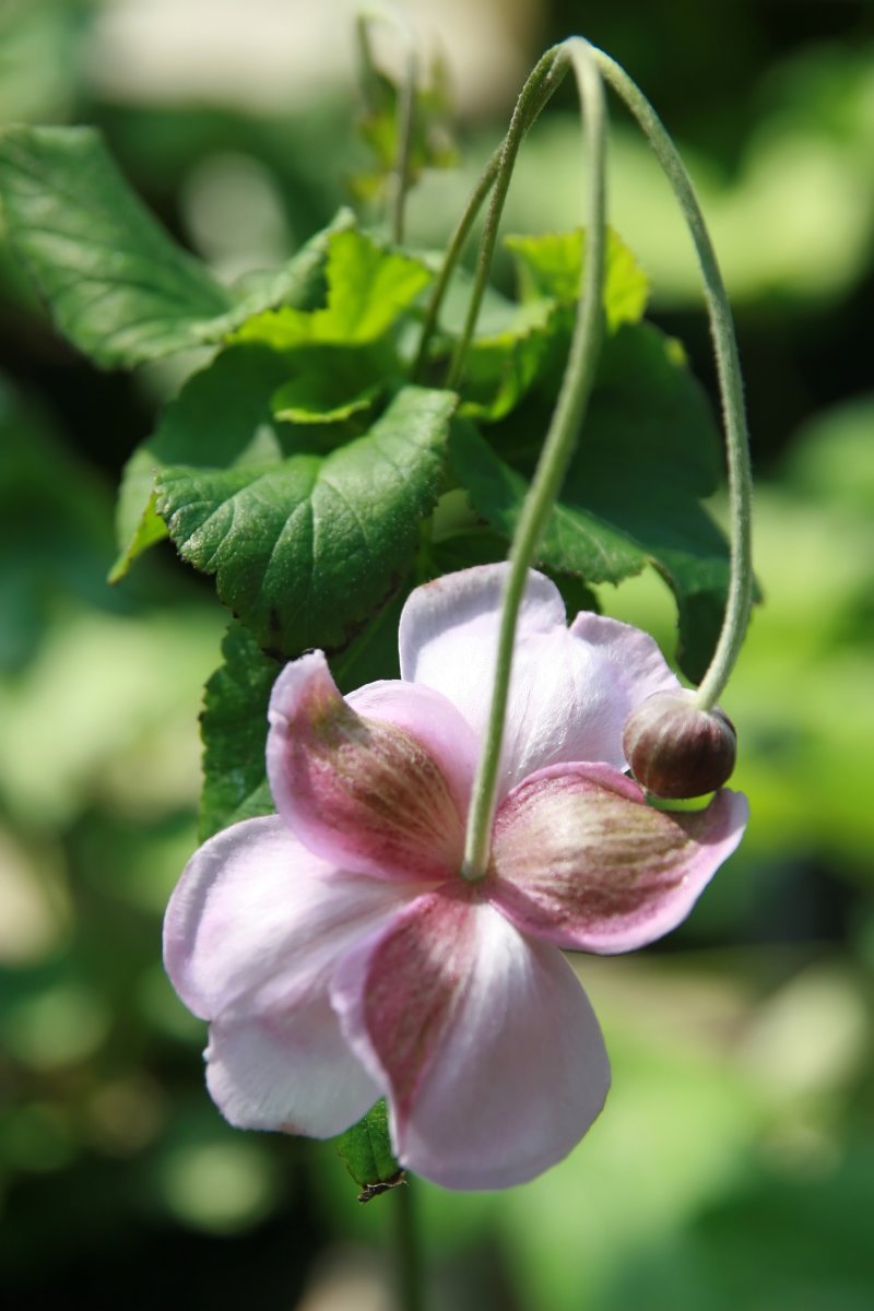 Анемона японская Вейрлвинд - фото 4