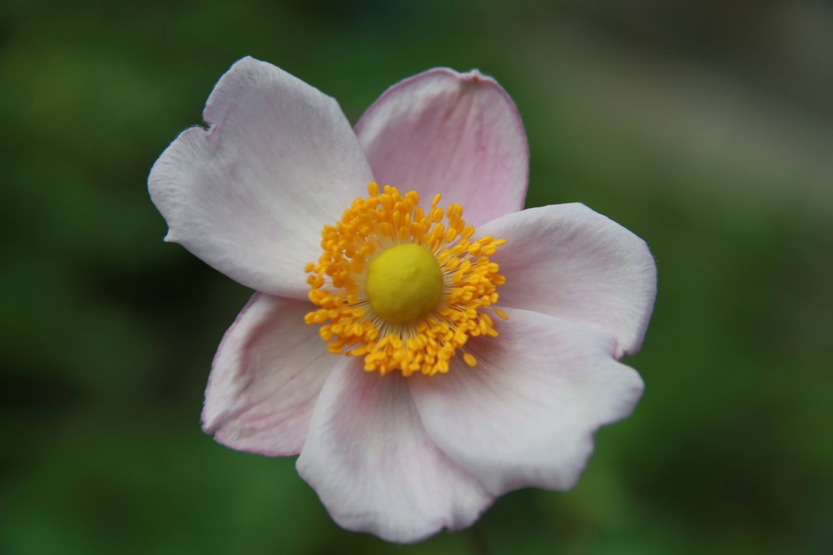 Анемона японская Вейрлвинд - фото 3