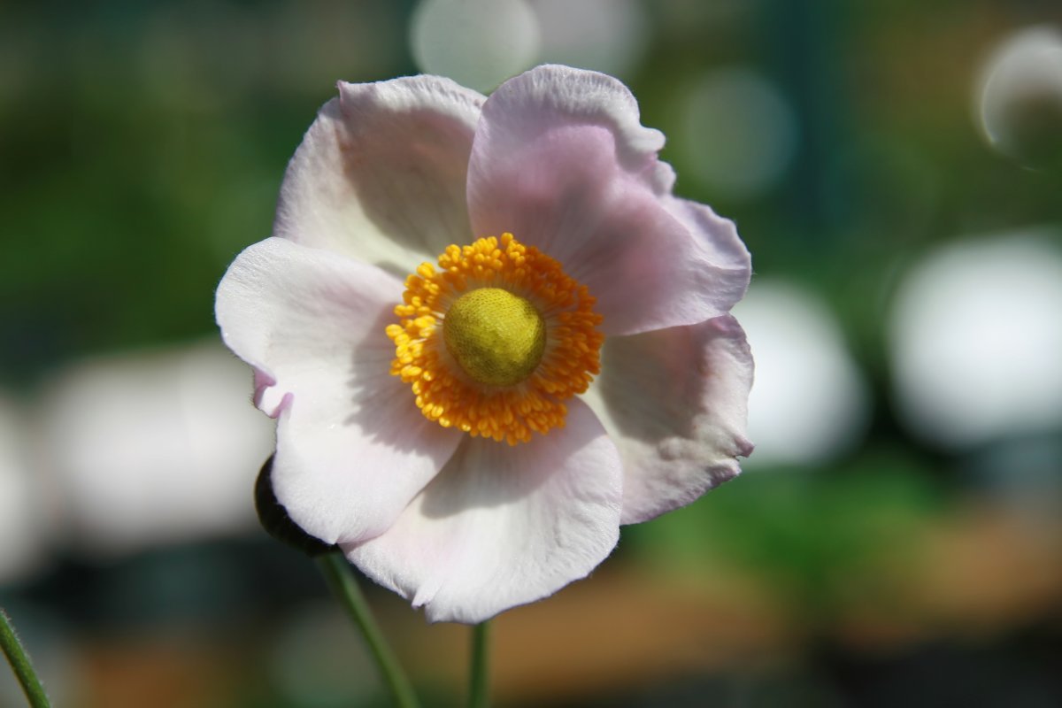 Анемона японская Вейрлвинд - фото 6