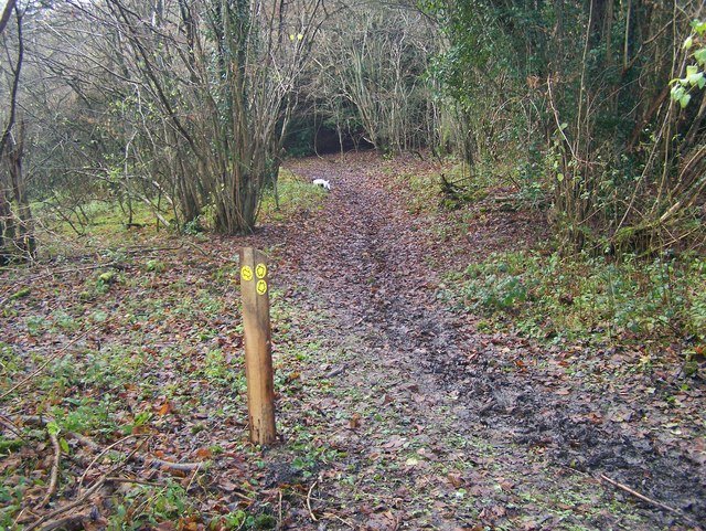 Анемона махровая Адмирал - фото 3