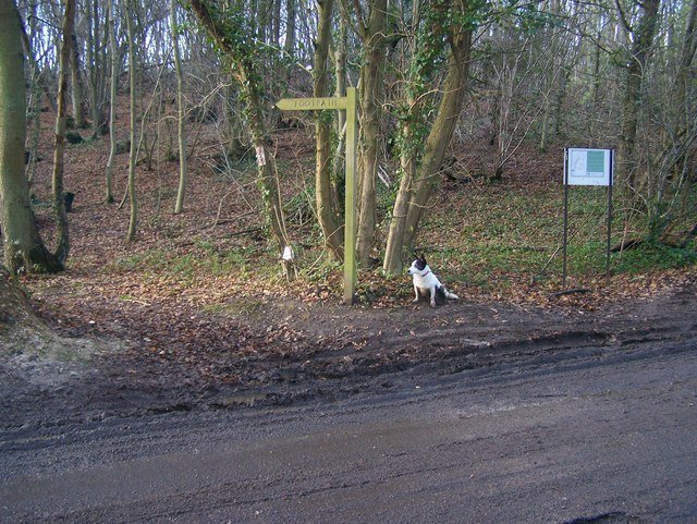 Анемона махровая Адмирал - фото 2