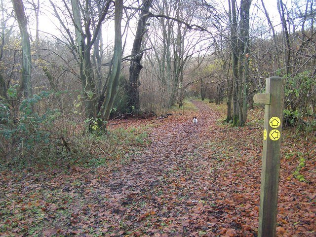 Анемона махровая Адмирал