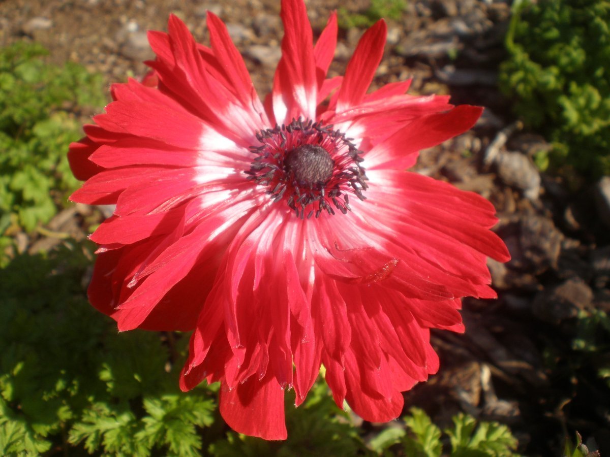 Анемона махровая Говернор