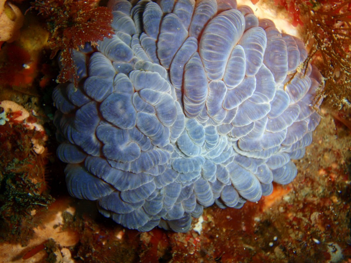 Анемона махровая Говернор - фото 5