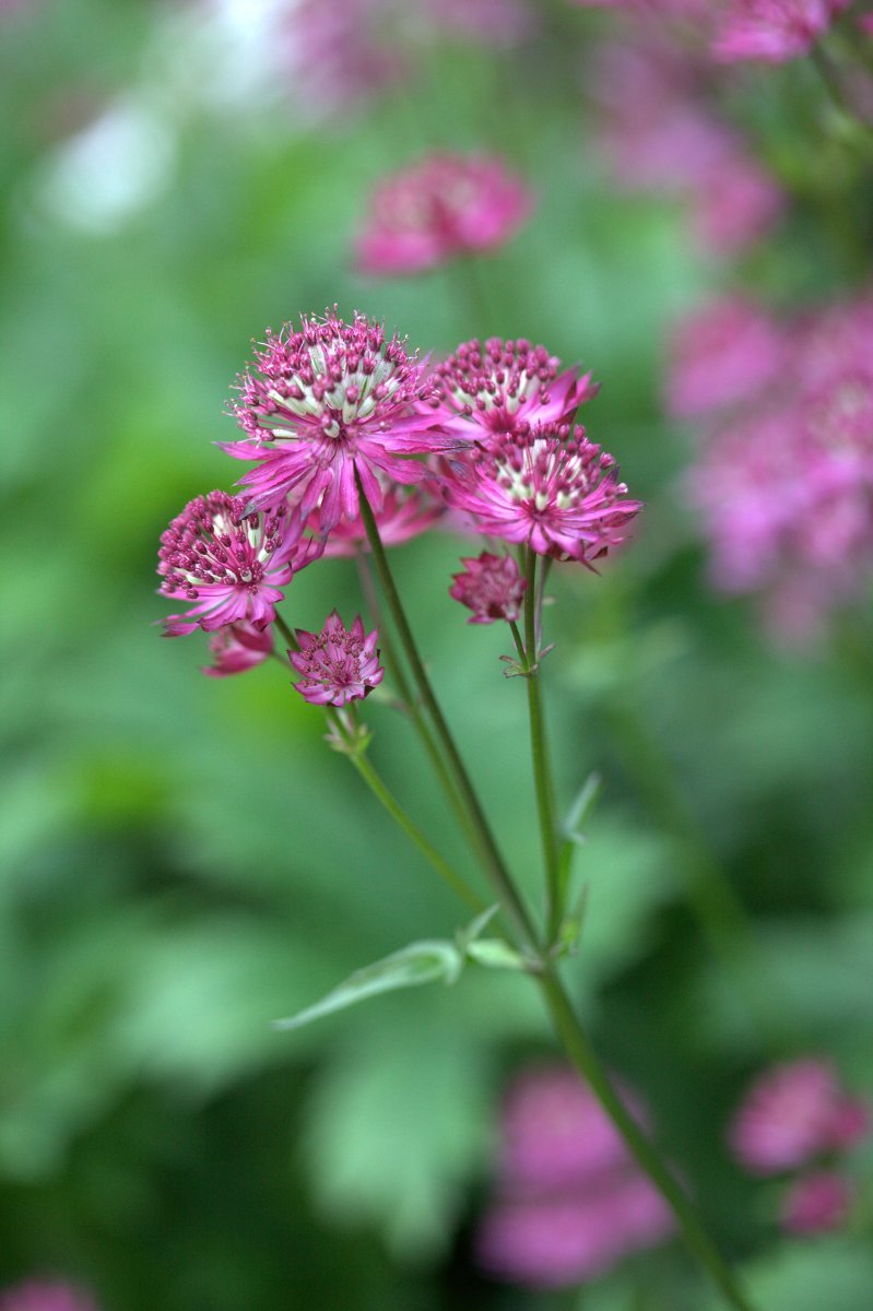 Астранция Руби Веддинг - фото 6