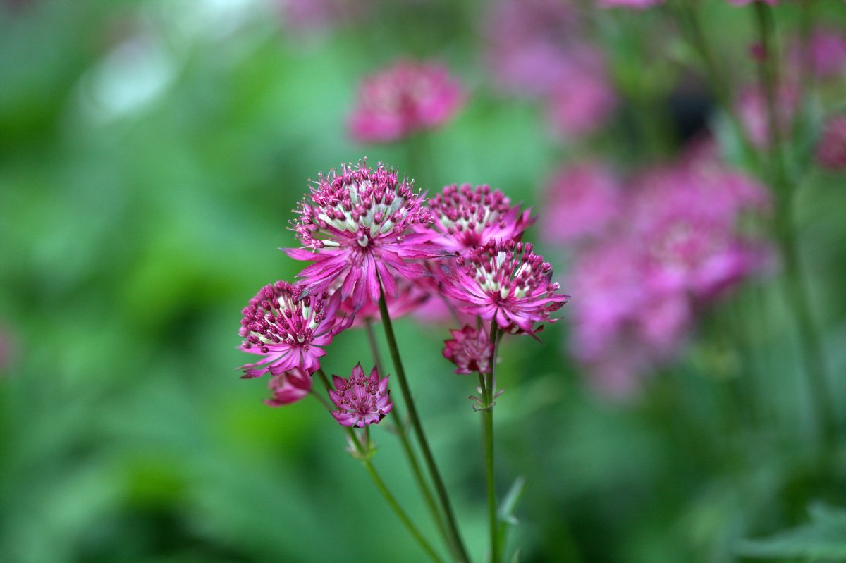 Астранция Руби Веддинг - фото 5