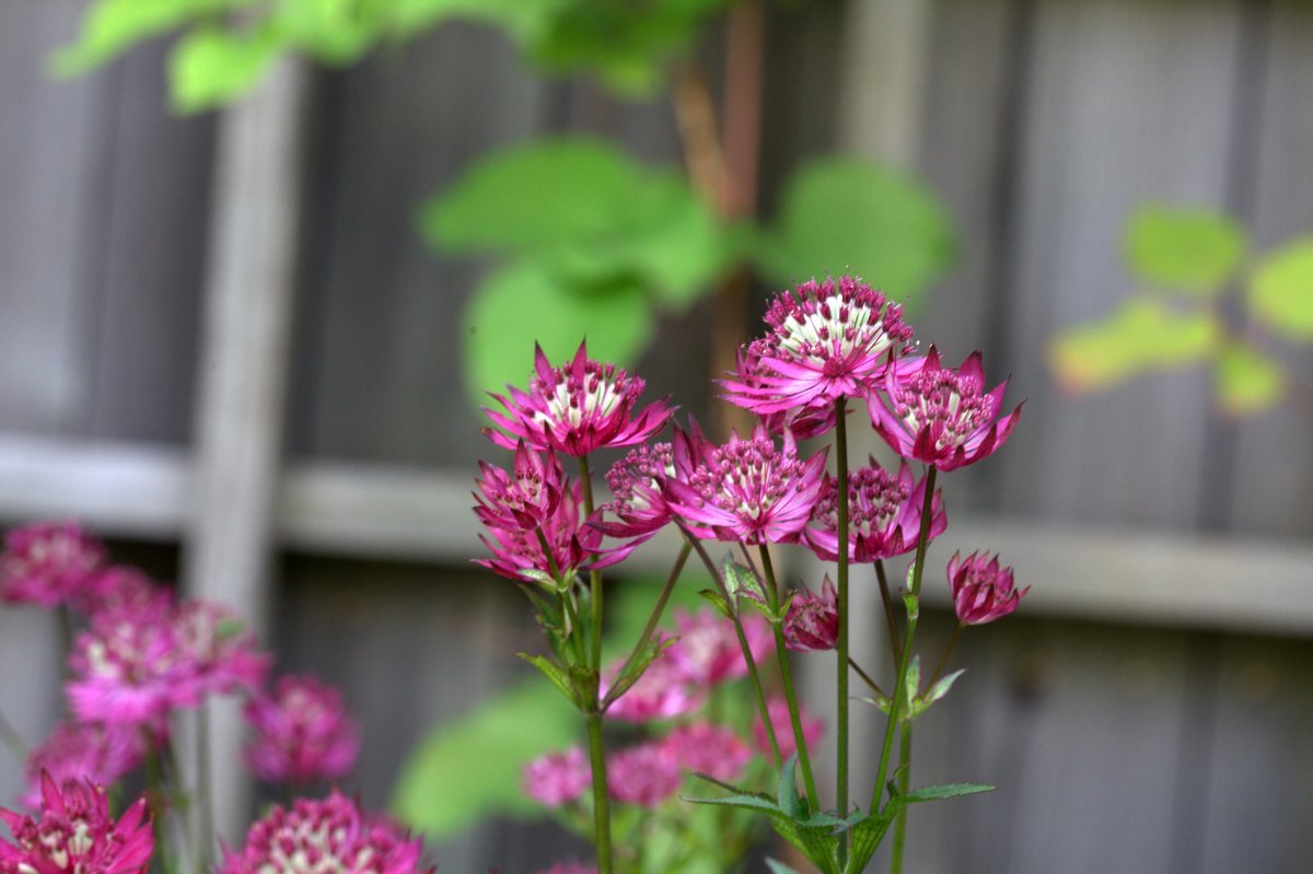 Астранция Руби Веддинг - фото 4