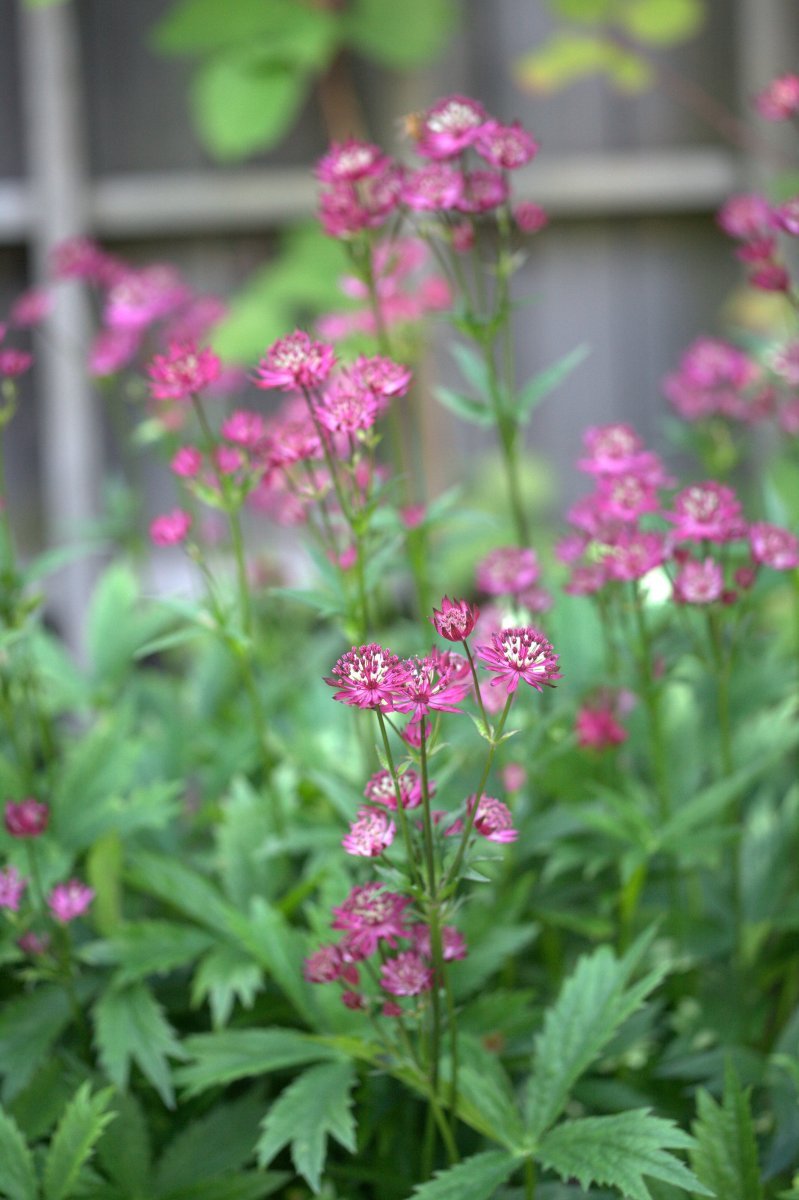 Астранция Руби Веддинг - фото 2