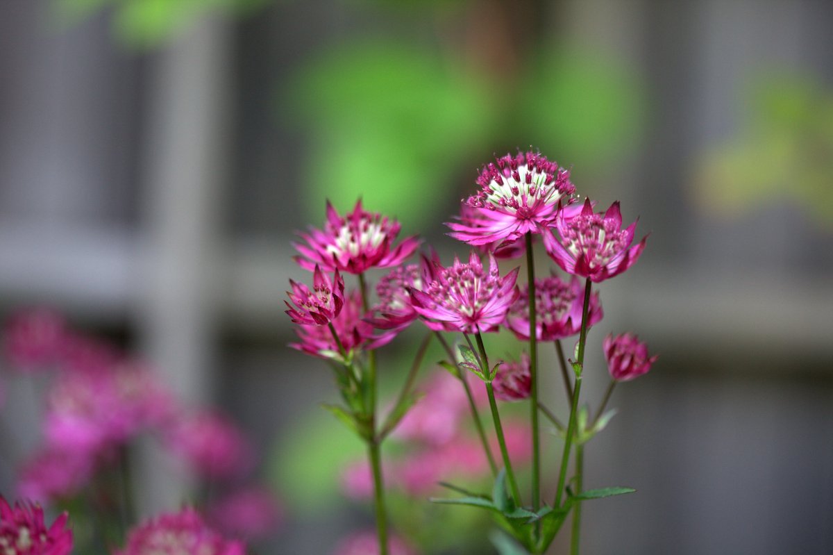 Астранция Руби Веддинг - фото 3