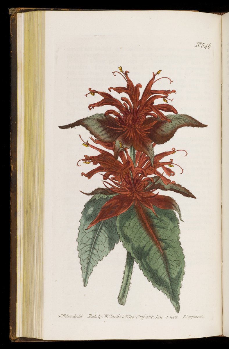 Монарда двойчатая - фото 10