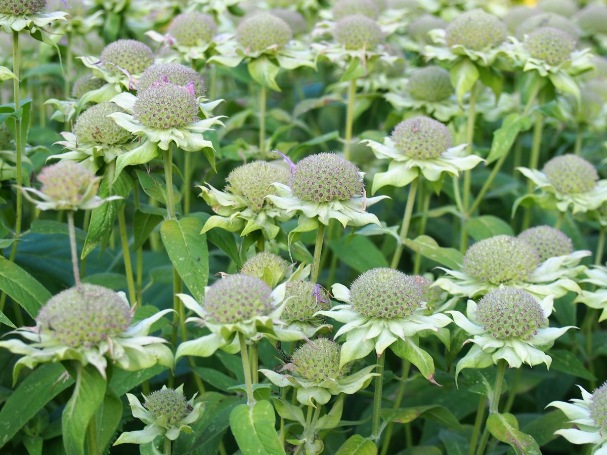 Монарда двойчатая - фото 9