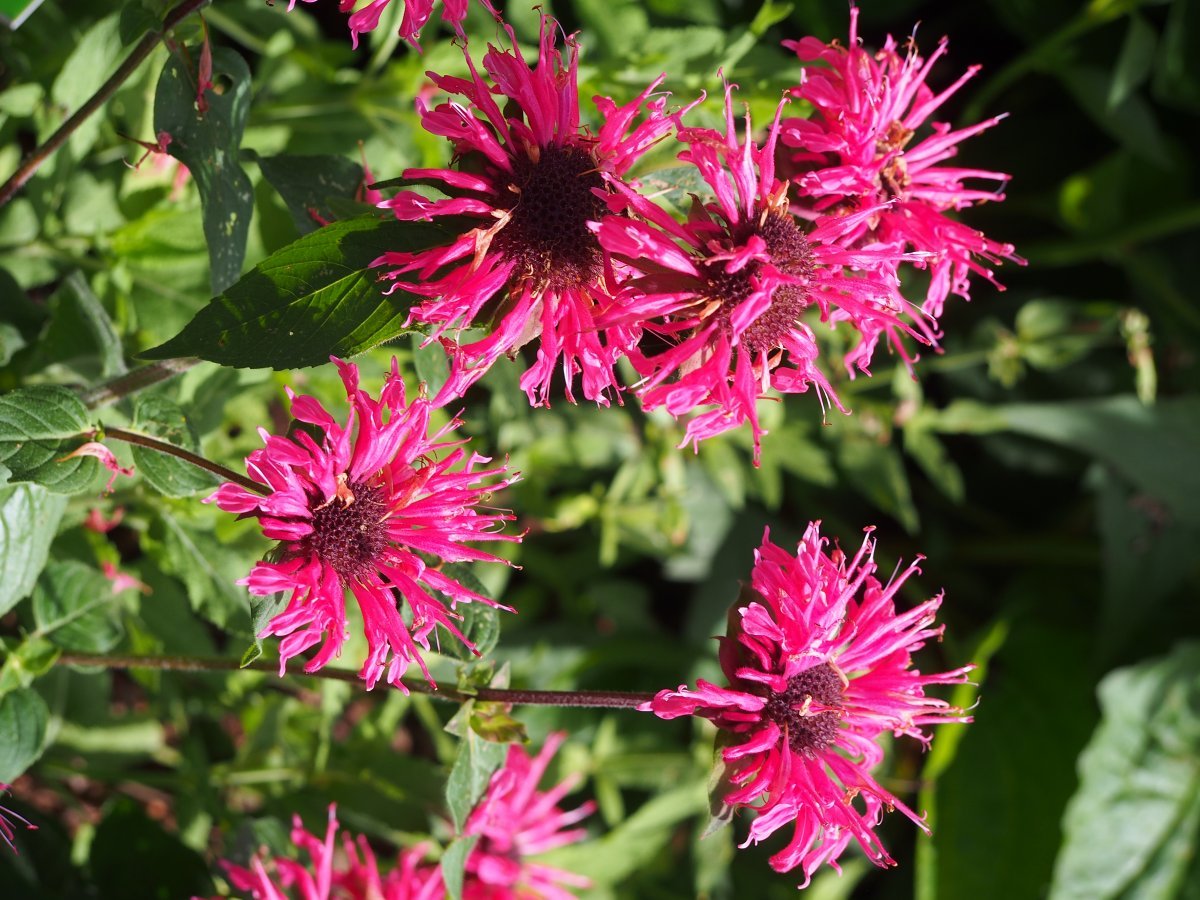 Монарда двойчатая - фото 5