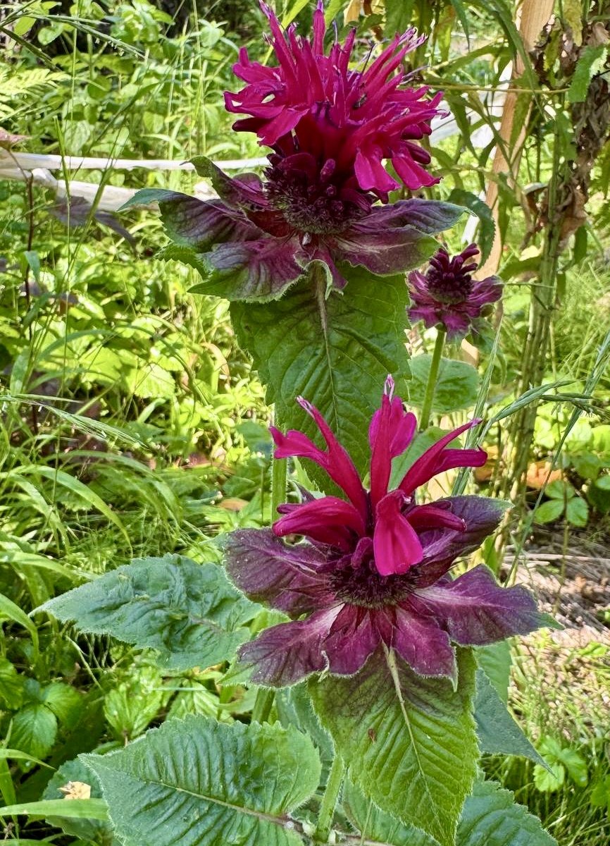 Монарда двойчатая