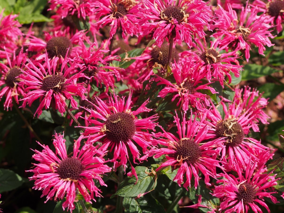 Монарда двойчатая - фото 4