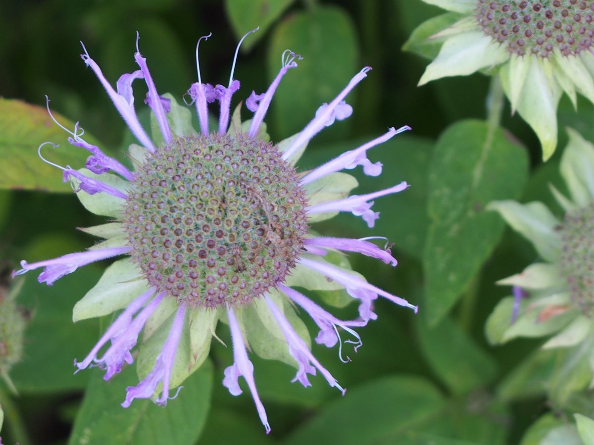 Монарда двойчатая - фото 8