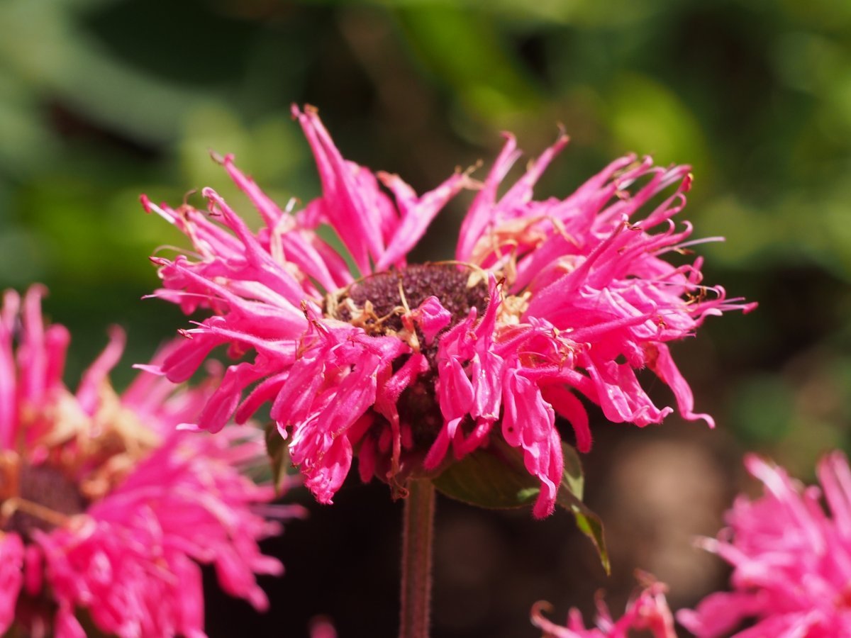 Монарда двойчатая - фото 6