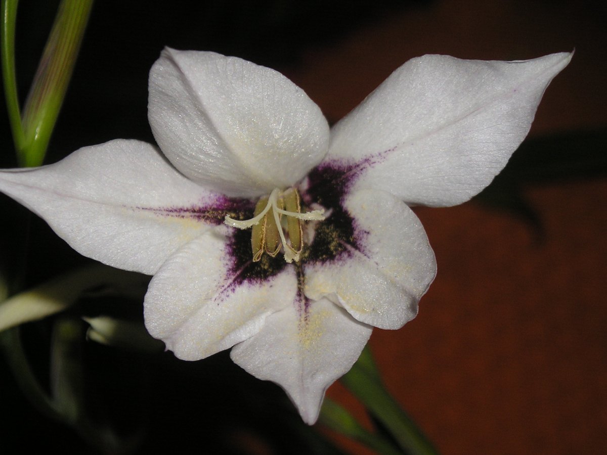 Ацидантера Мюриэл - фото 4