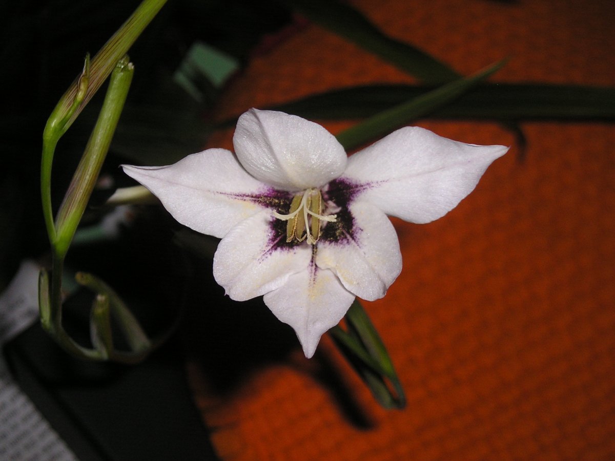 Ацидантера Мюриэл - фото 3