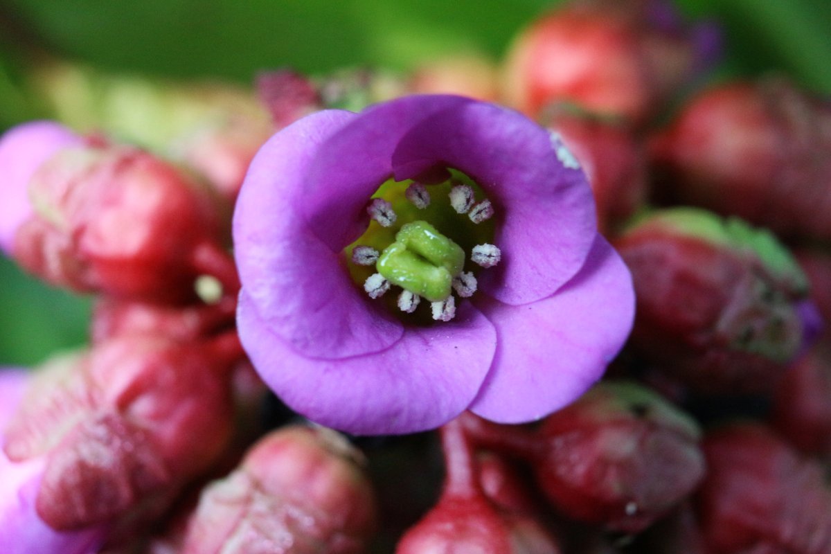 Бадан сердцелистный