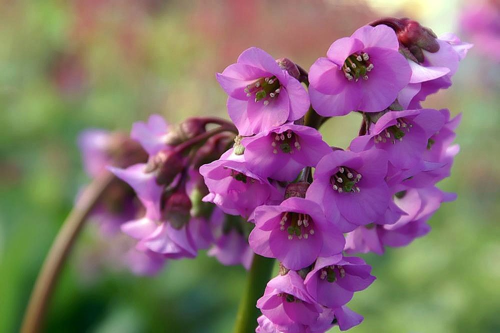 Бадан сердцелистный - фото 8