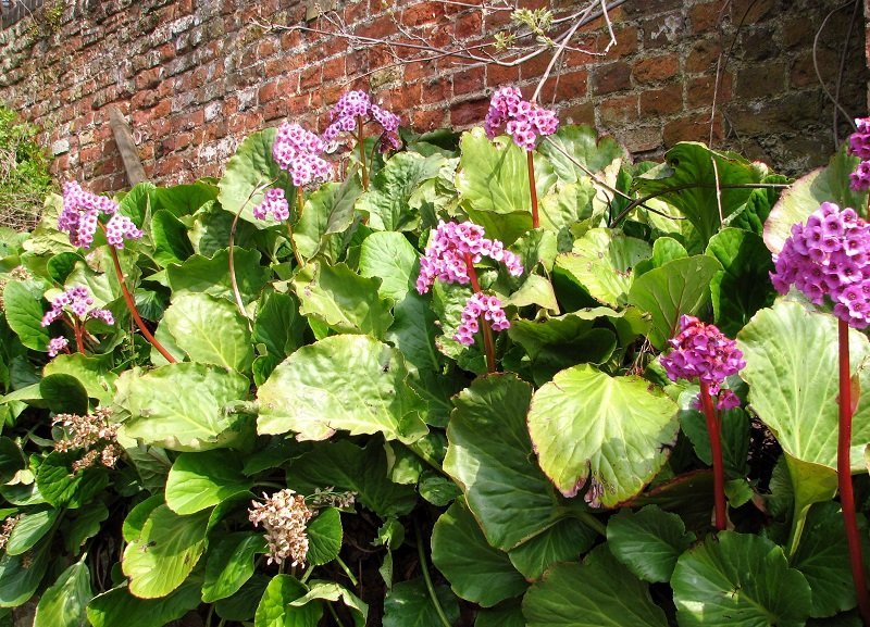 Бадан сердцелистный - фото 4