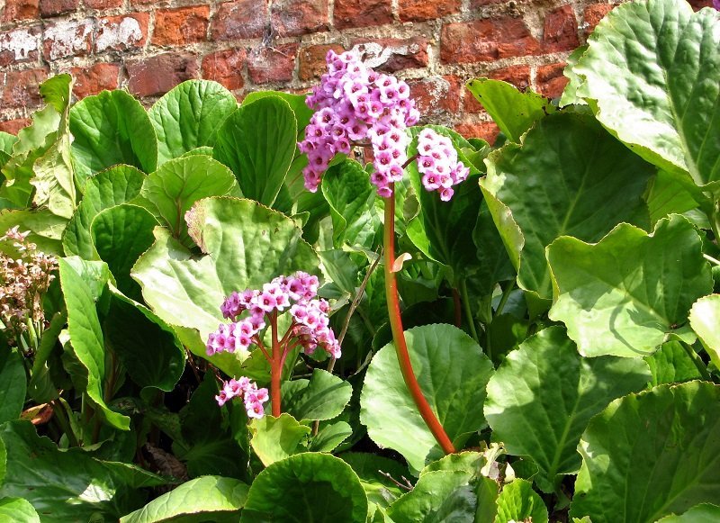 Бадан сердцелистный - фото 6